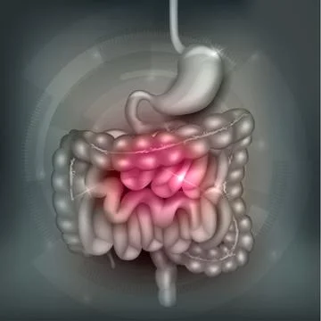 Gastrointestinal tract Stock Illustration