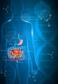 Gastrointestinal tract Stock Illustration