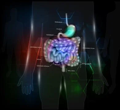 Gastrointestinal tract Stock Illustration