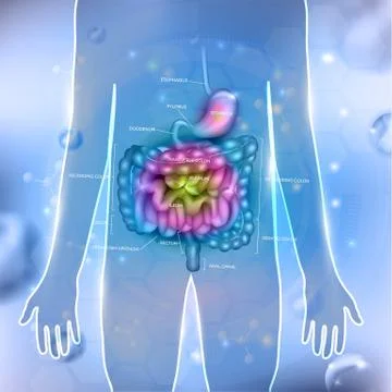 Gastrointestinal tract Stock Illustration