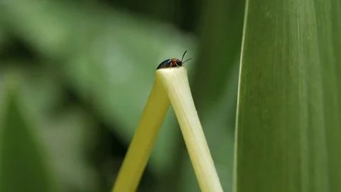 Gastrophysa Polygoni Sits On Leaflet Stock Footage 76709023