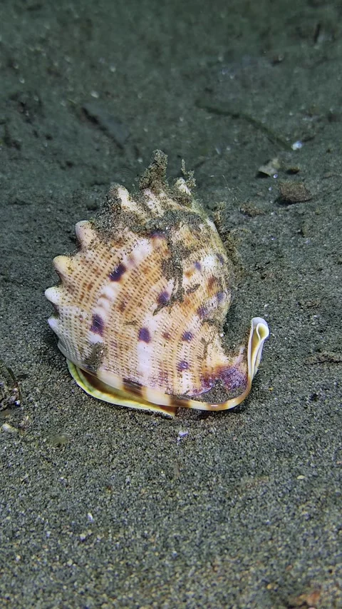 Gastropod mollusk Stock Footage 339988214