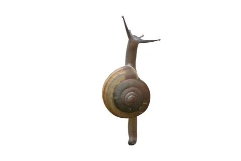 Gastropod Stock Photos