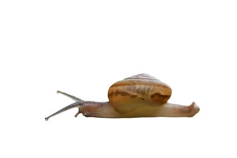 Gastropod Stock Photos