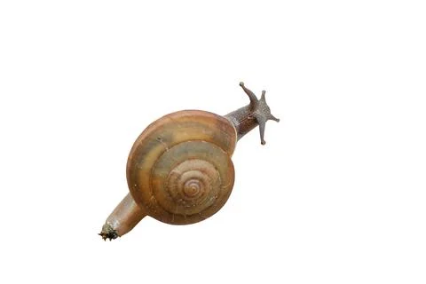 Gastropod Stock Photos