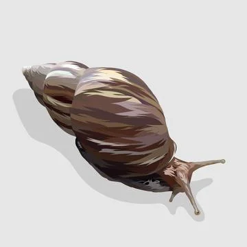 Gastropod realistic hand drawn vector and illustrations white backgrounds Stock Illustration
