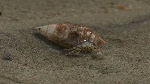 Gastropod in the sea eats and moves in search of food 스톡 동영상 75409269