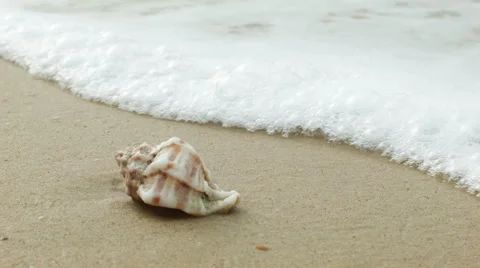 Gastropod shell on the sea sand Stock Footage 44991397