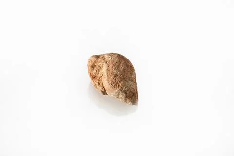 Gastropod, Fossil Specimen. Foto stock