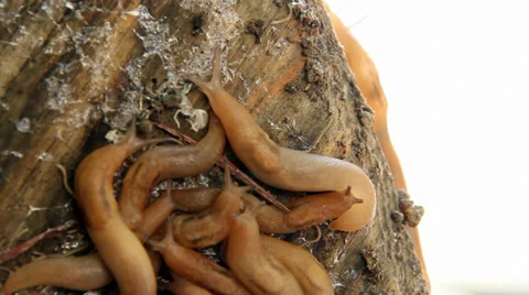 Gastropods Video stock 32693796