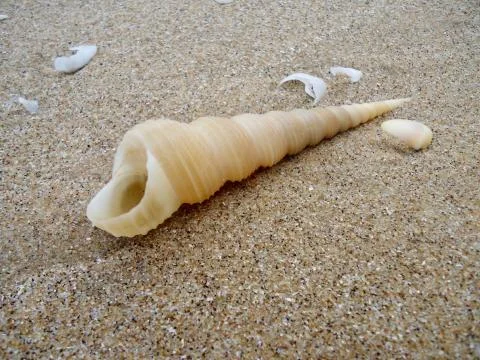 Gastropods Stock Photos
