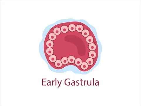Gastrula Stock Illustration