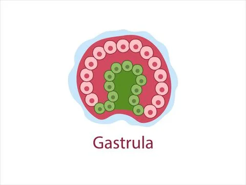 Gastrula Stock Illustration