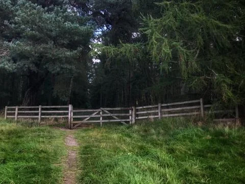 A gate and a path into the forest Stock Photos