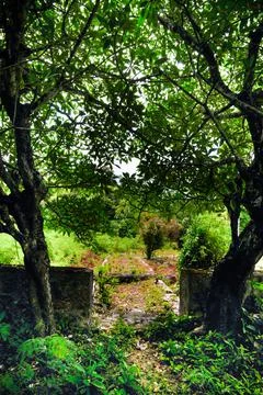 Gate in the forest Stock Photos