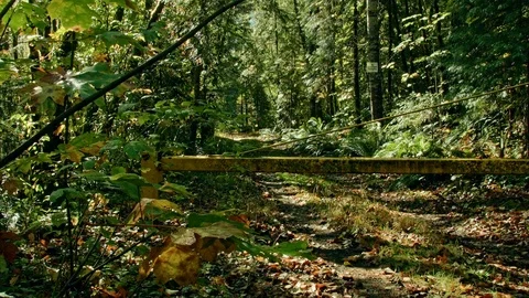 Gate in forest road McKenzie River Valley Oregon 45 Stock-Footage 82007515
