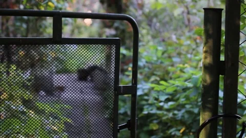 A gate with a garden Stock Footage 95554316