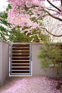 The gate is located next to the sakura. Fallen sakura petals. Stock Photos