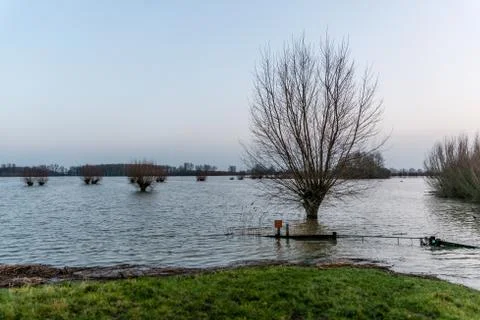 Gate, pollard willows and willow coppices in flooded river forelands Foto stock