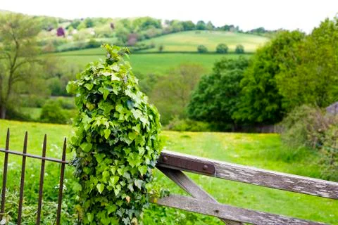 Gate post covered in ivy Foto stock