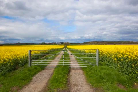 Gated flowering rapeseed fields Stock Photos