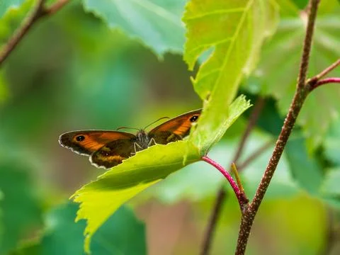 Gatekeeper Butterfly Basking on a Leaf Stock Photos