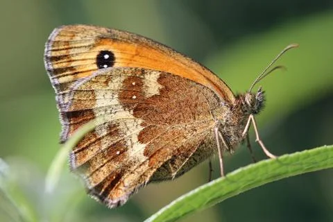 Gatekeeper butterfly basking in the sun on a leaf in close up Stock Photos