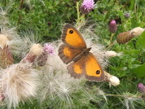 Gatekeeper butterfly Stock Photos