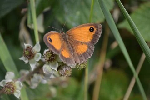 Gatekeeper Butterfly Stock Photos