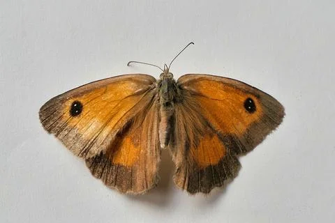 Gatekeeper Butterfly. Stock Photos