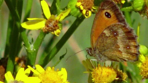 Gatekeeper butterfly (Pyronia tithonus), also known as the Hedge Brown, per.. Stock Footage 339906534