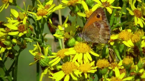 Gatekeeper butterfly (Pyronia tithonus), also known as the Hedge Brown, per.. Stock Footage 339906783