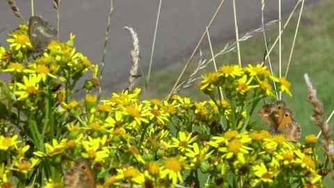 Gatekeeper butterfly (Pyronia tithonus) perched on a yellow flower. Stock Footage 339907325