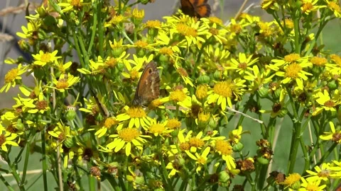 Gatekeeper butterfly (Pyronia tithonus) perched on a yellow flower. Stockbeeldmateriaal 339907363