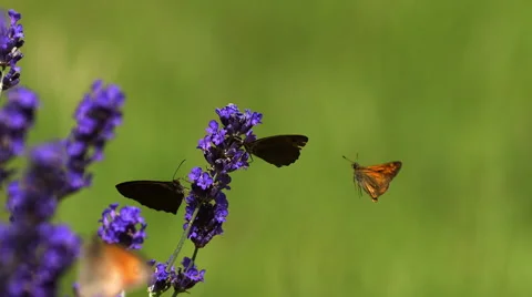 Gatekeeper Butterfly, pyronia tithonus, Sucking Nectar from Laverder Flowers, Stock Footage
