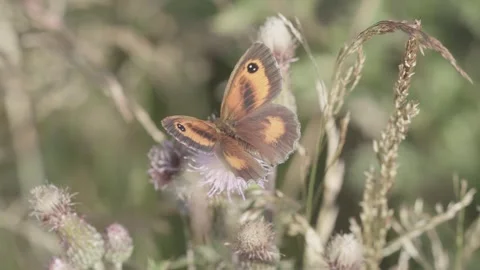 The gatekeeper or hedge brown (Pyronia tithonus) butterfly Stock-Footage 342276582