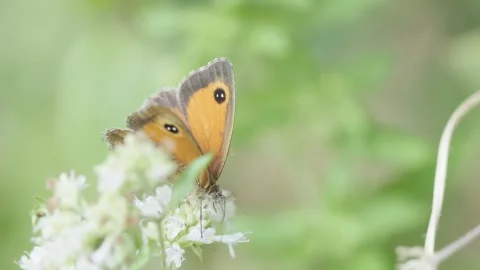 The gatekeeper or hedge brown (Pyronia tithonus) butterfly Stock-Footage 342276772