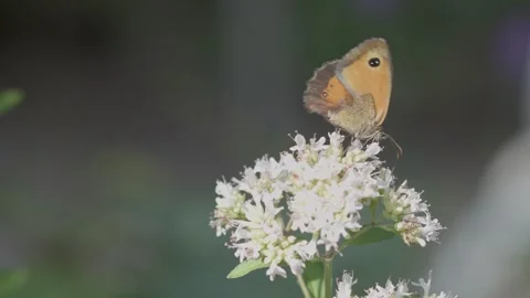 The gatekeeper or hedge brown (Pyronia tithonus) butterfly Stock Footage 342277531