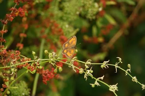 Gatekeeper Perching 2 Stock-Fotos