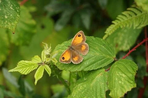 Gatekeeper Perching Stock-Fotos