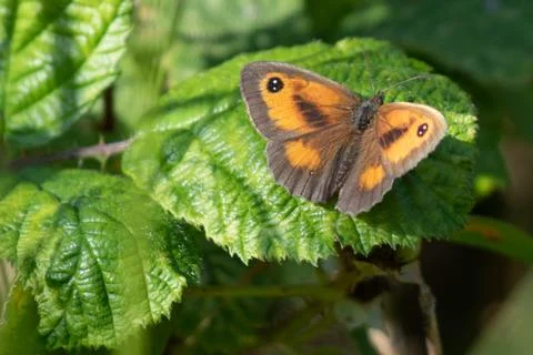 Gatekeeper Stock Photos