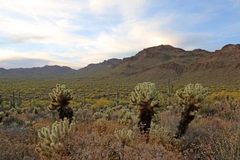 Gates Pass Jumping Cholla Stock Photos