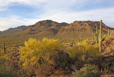 Gates Pass Mesquite Tree Stock Photos
