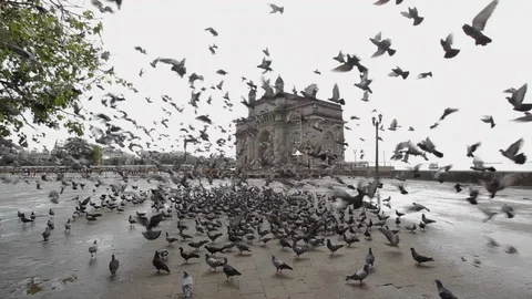 Gateway of India Pigeons Stock Footage 113078909