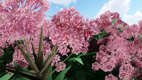 Gateway Joe Pyeweed Red flower 库存影片 340451403