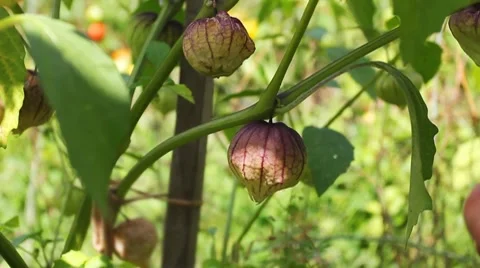 Gather Physalis Stock Footage 8508114