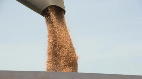 Gather the wheat harvest Stock Footage 61126990