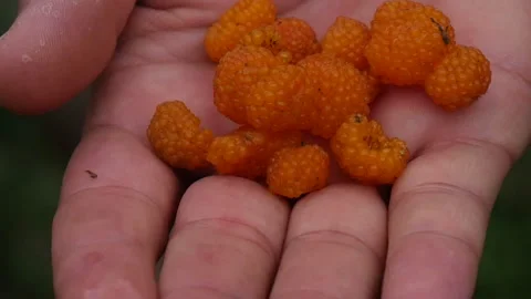 Gathered Fruit golden evergreen raspberry or golden Himalayan raspberry Stock Footage 246664192