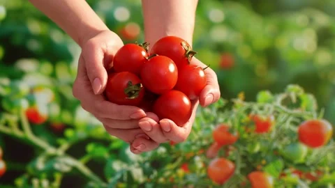 Gathered Tomatoes in Palms Amidst Greenery. Stock Footage 266899700