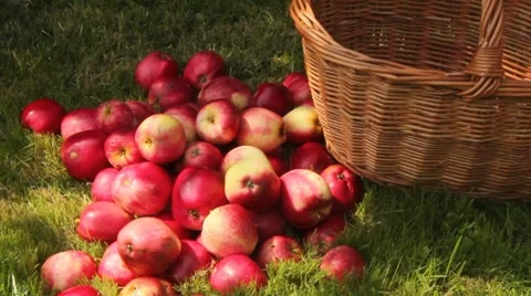 Gathering apples Stock Footage 8558919